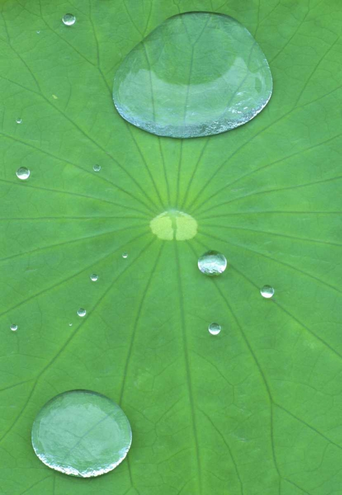 Canada, Quebec, Montreal Water on lotus leaf art print by Gilles Delisle for $57.95 CAD
